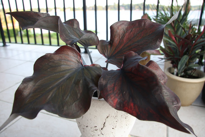Caladium 'Dark chocolate'